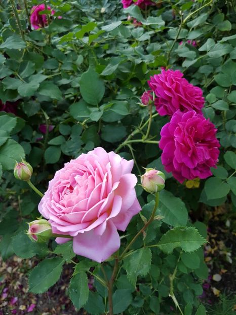  - jubilee celebration