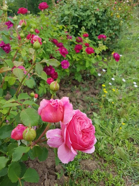  - princess alexandra of kent