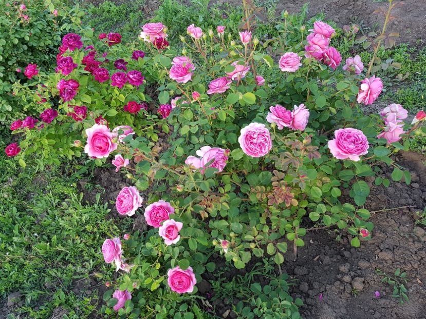  - princess alexandra of kent