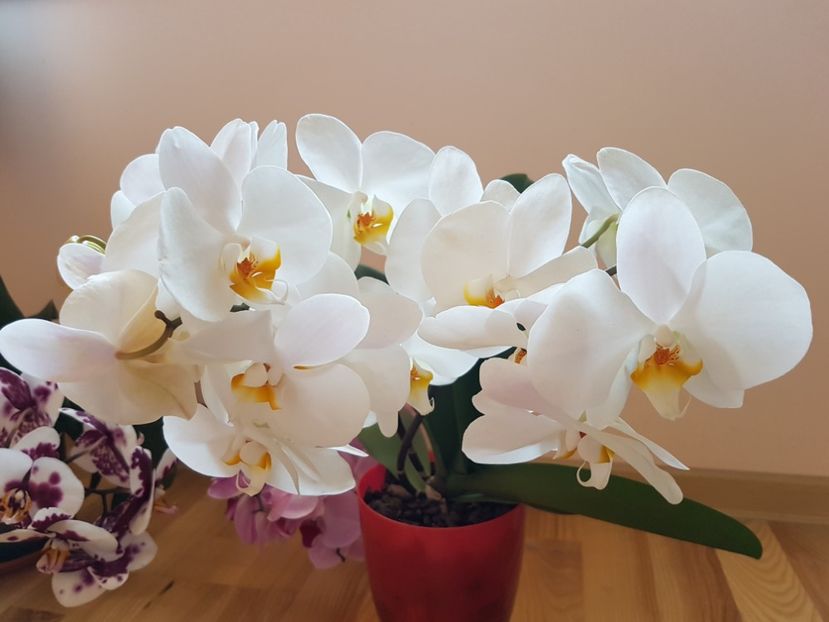  - 7 flori de interior