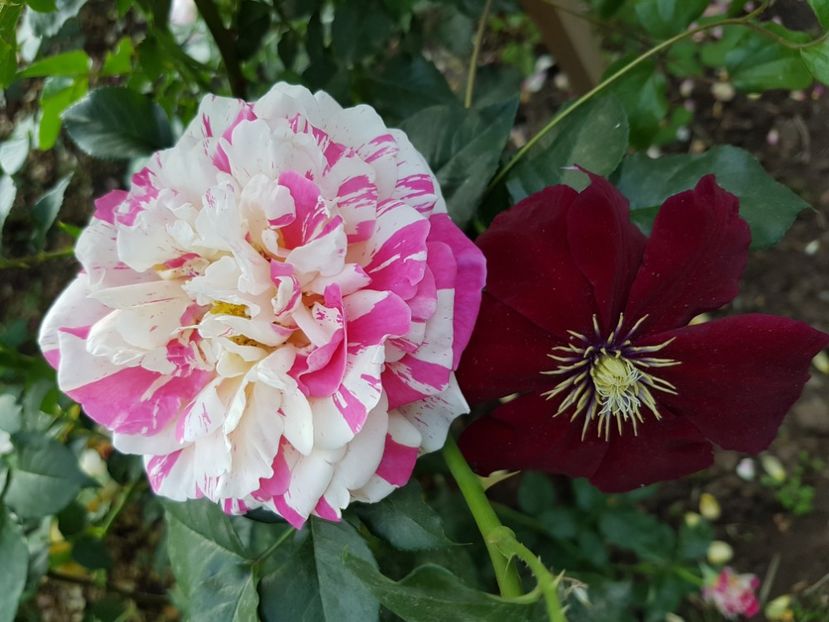 e inghesuiala mare - vanille fraise