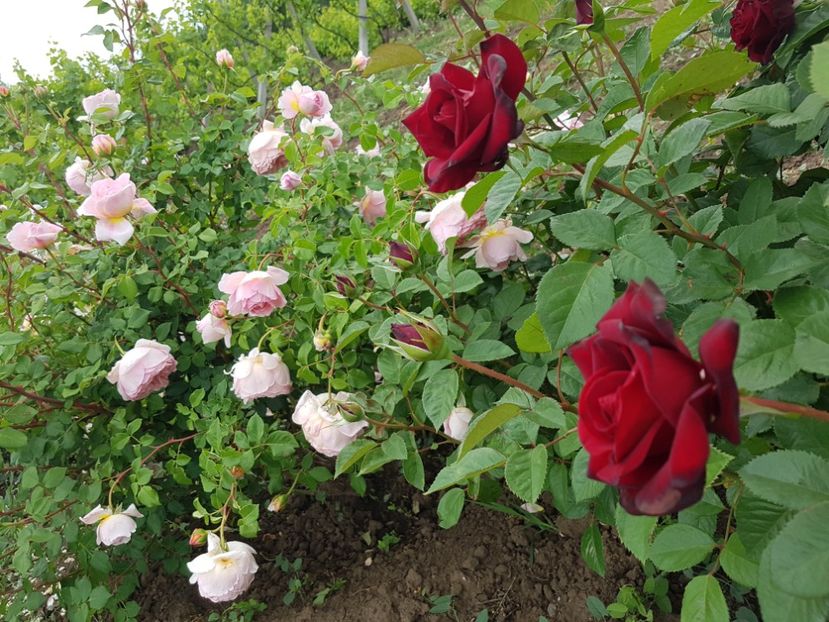 abraham - abraham darby