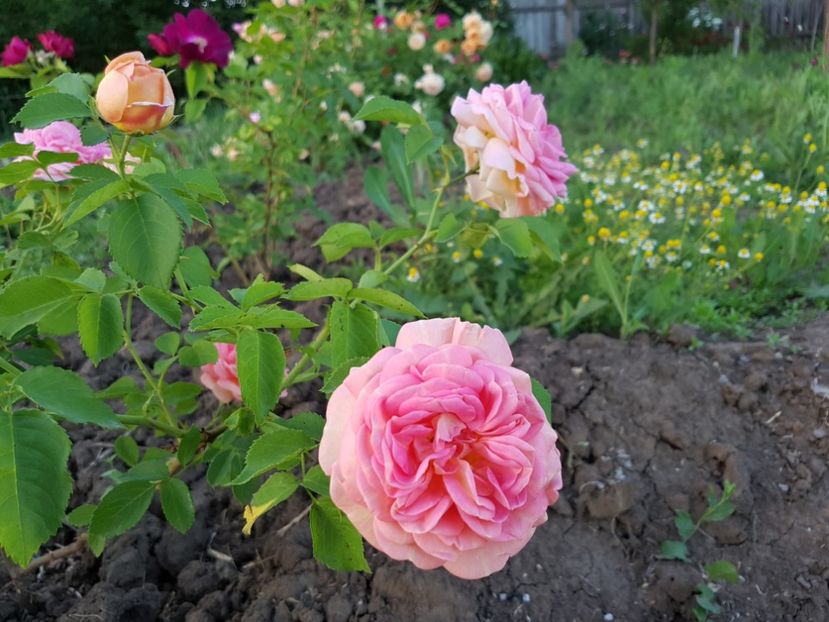 alchemist - alchemist