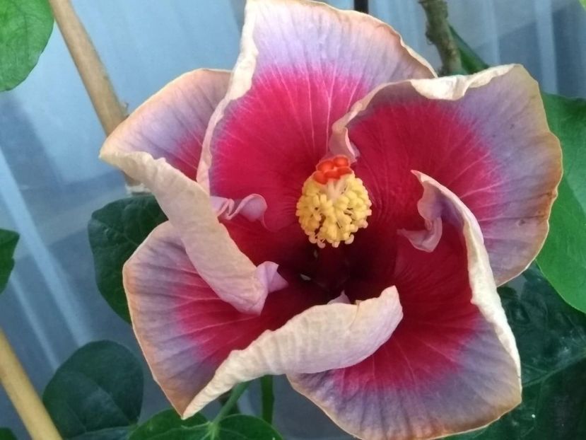  - Indian Divine Grace