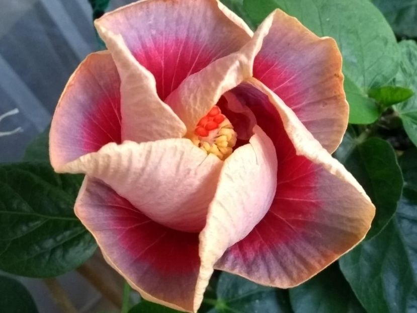  - Indian Divine Grace