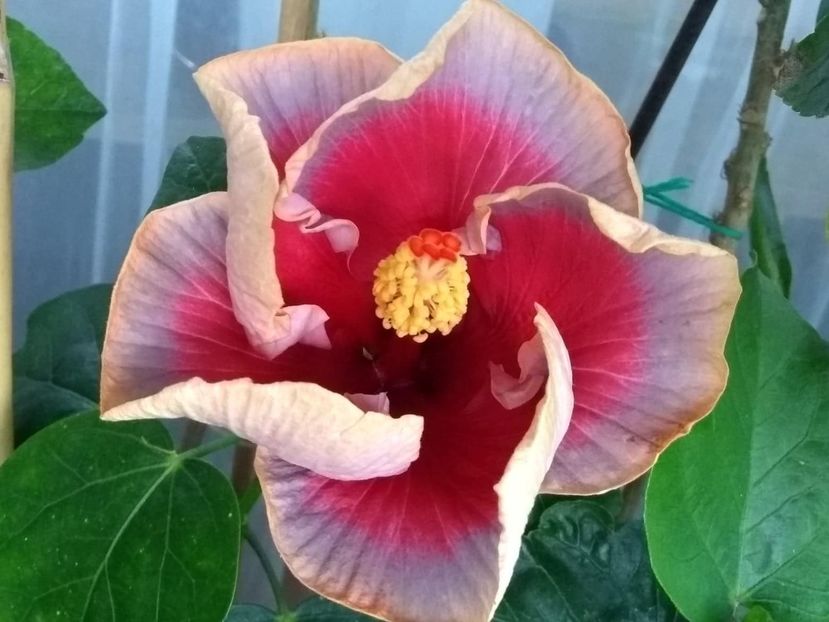  - Indian Divine Grace