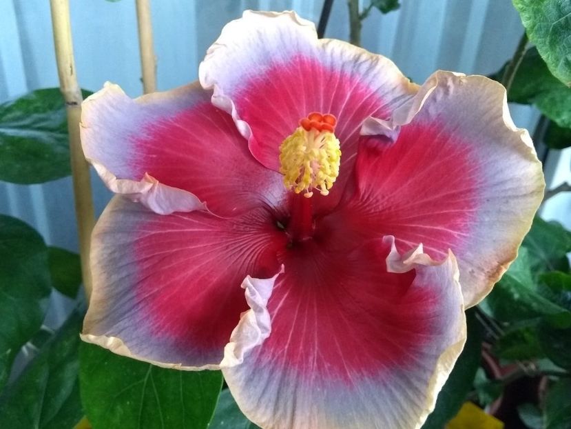  - Indian Divine Grace