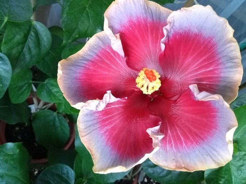  - Indian Divine Grace