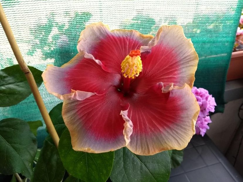  - Indian Divine Grace