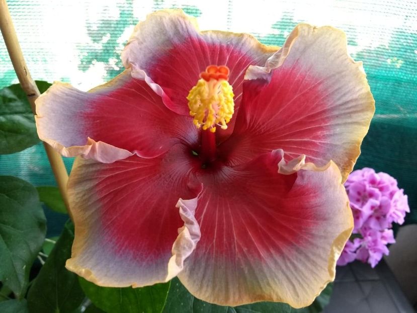  - Indian Divine Grace