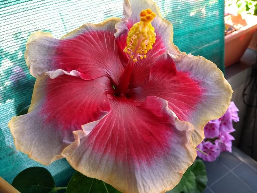  - Indian Divine Grace