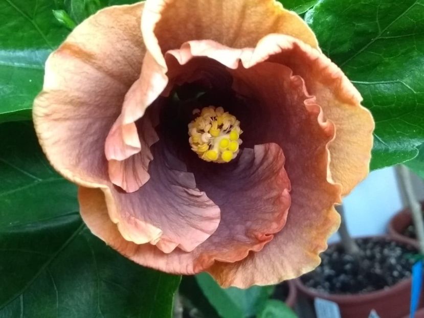  - Tahitian Brown Delight