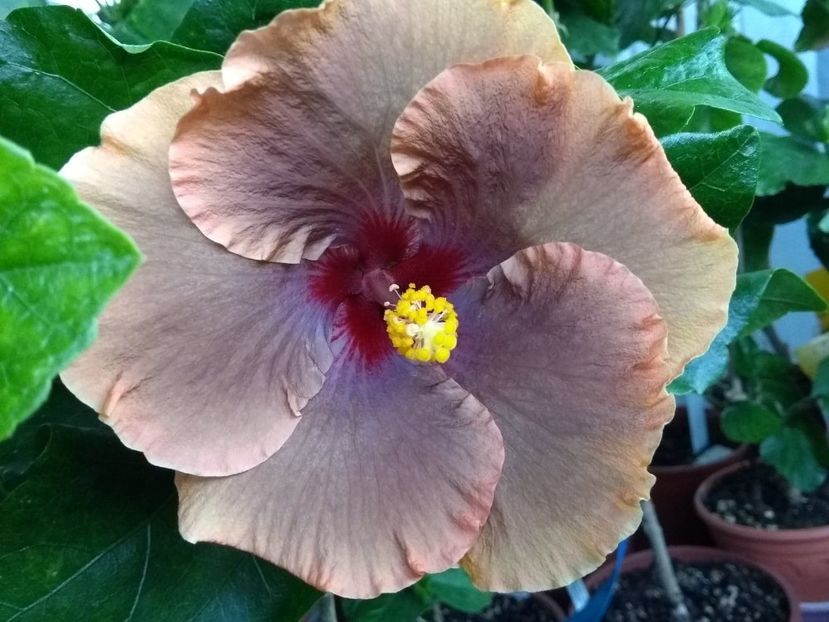  - Tahitian Brown Delight