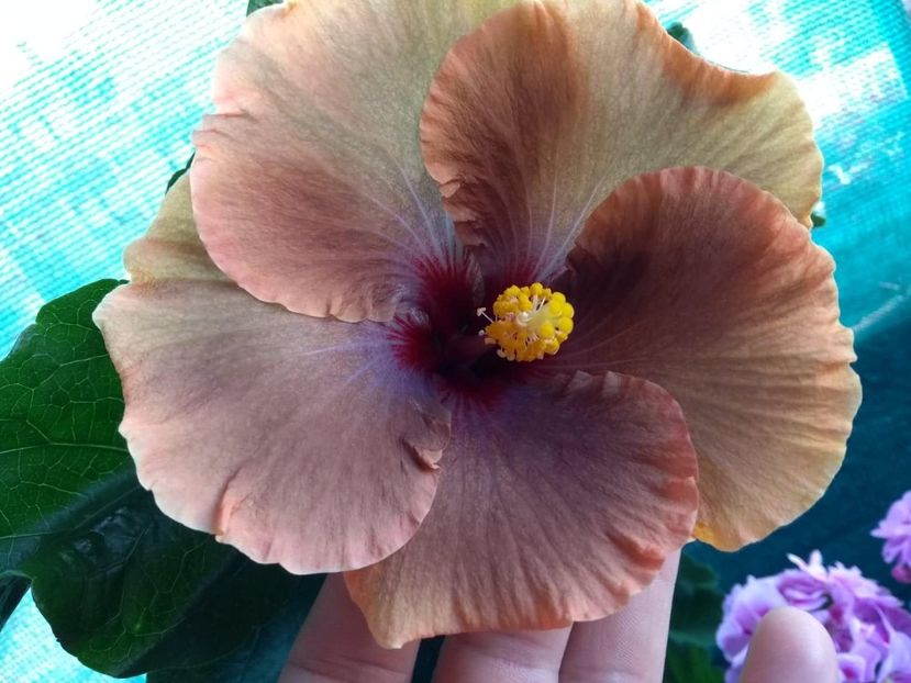  - Tahitian Brown Delight