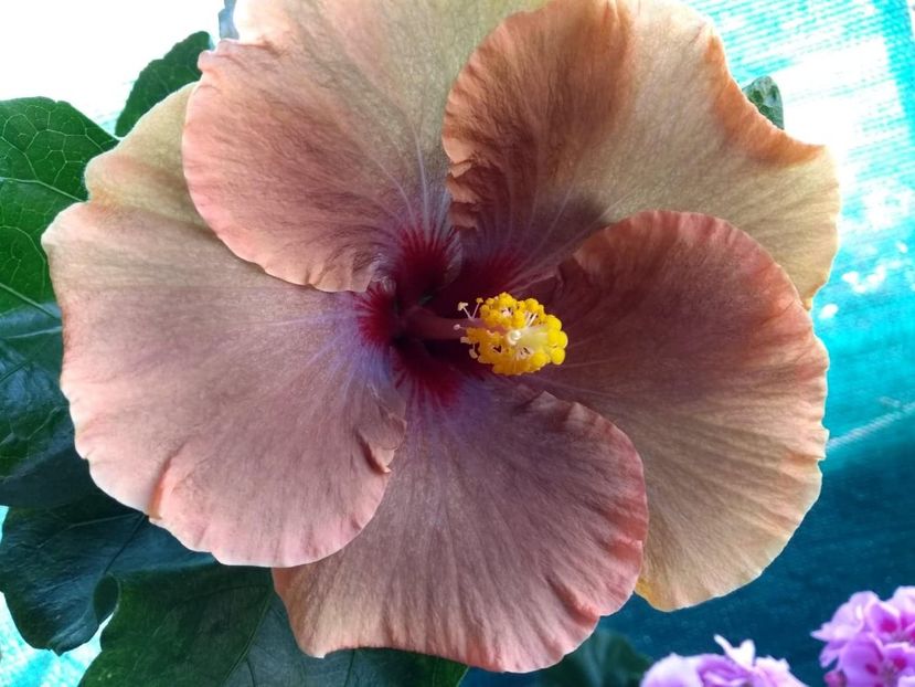  - Tahitian Brown Delight