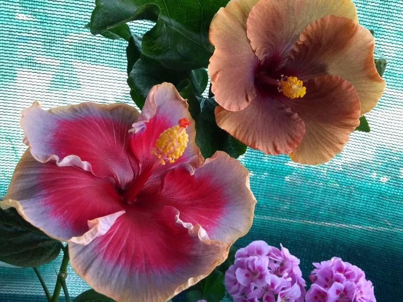  - 04Hibiscus
