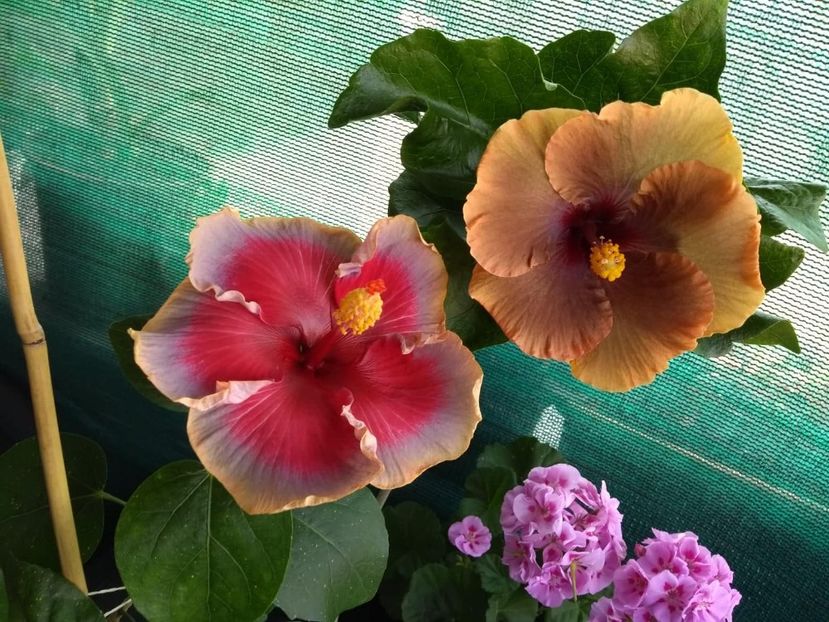  - 04Hibiscus