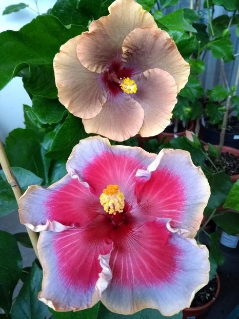  - 04Hibiscus