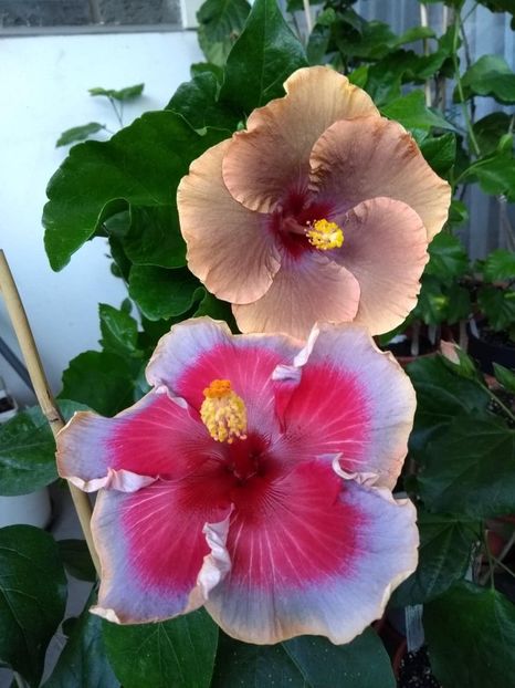  - 04Hibiscus