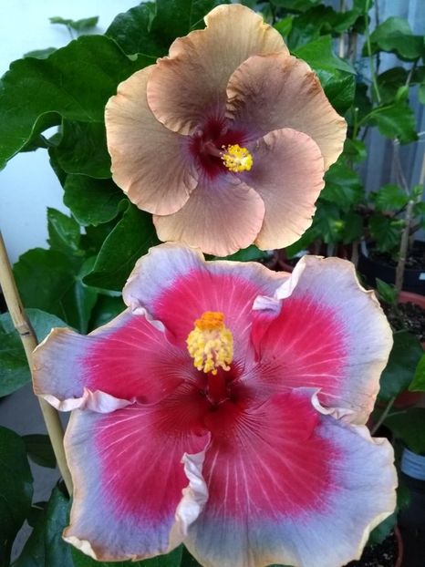  - 04Hibiscus