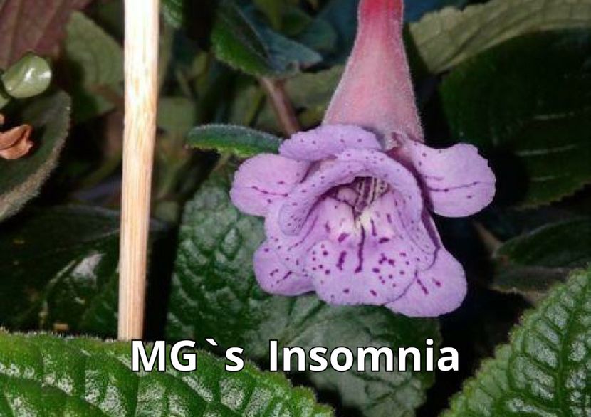 Sinningia MG`s Insomnia - Sinningia hibrizi proprii seria MG S 2018