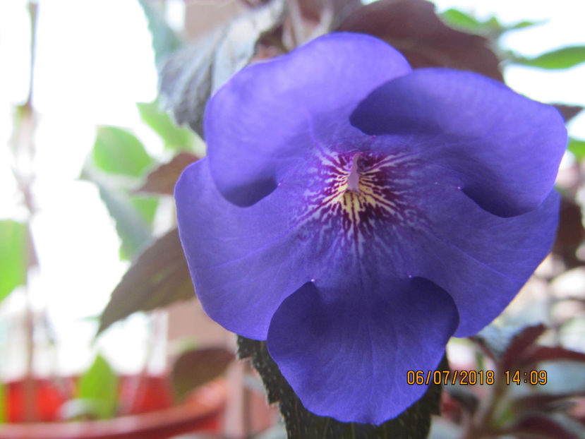 Iona - Achimenes 2018