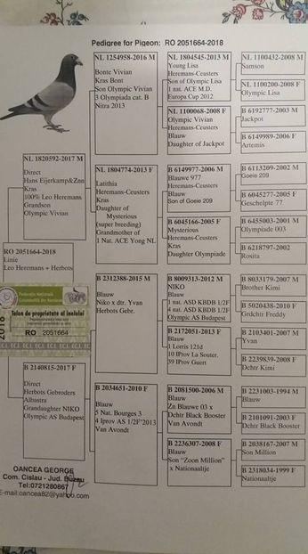 pedigree pui heremans - VANZARE 2018