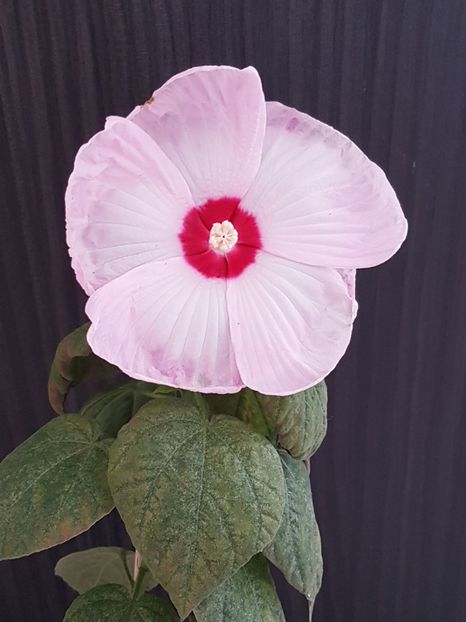  - Alte plante de interior