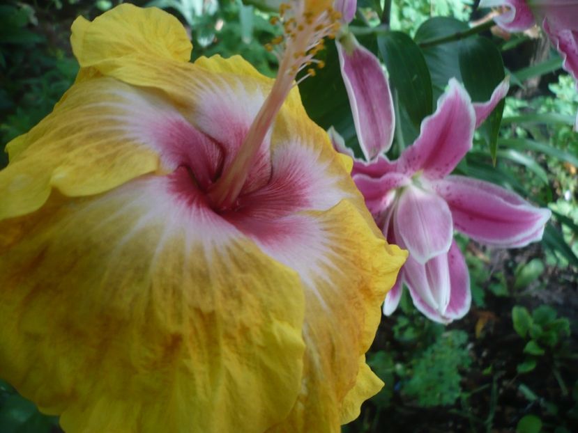 06.07.2018 - HIBISCUSI 2018-2