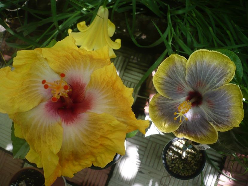 P1380561 - HIBISCUSI 2018-2