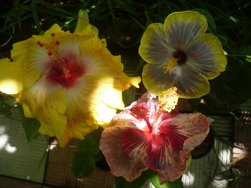 P1380562 - HIBISCUSI 2018-2