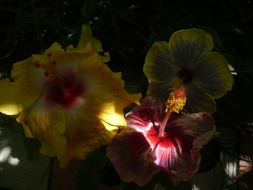 P1380563 - HIBISCUSI 2018-2