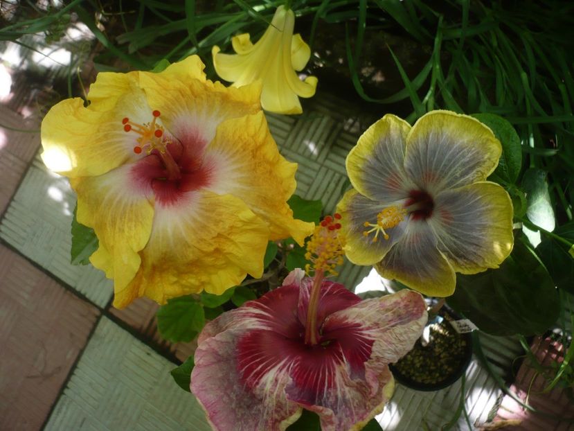 P1380564 - HIBISCUSI 2018-2