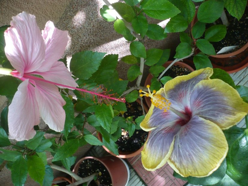 P1380569 - HIBISCUSI 2018-2