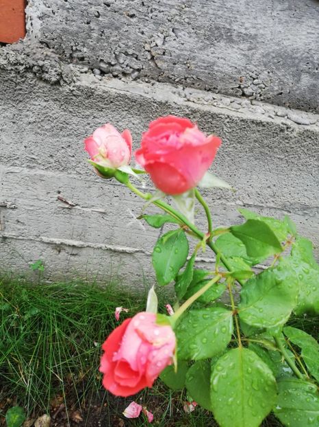  - Dee dee Bridgewater