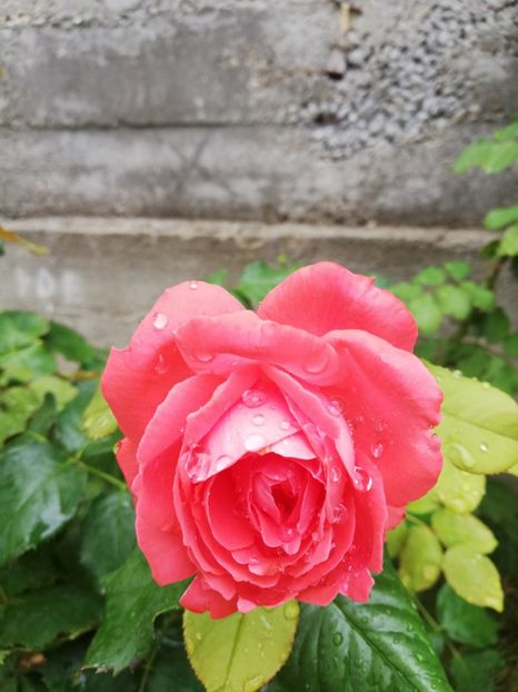  - Dee dee Bridgewater