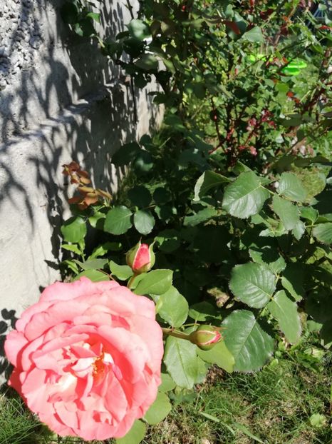  - Dee dee Bridgewater