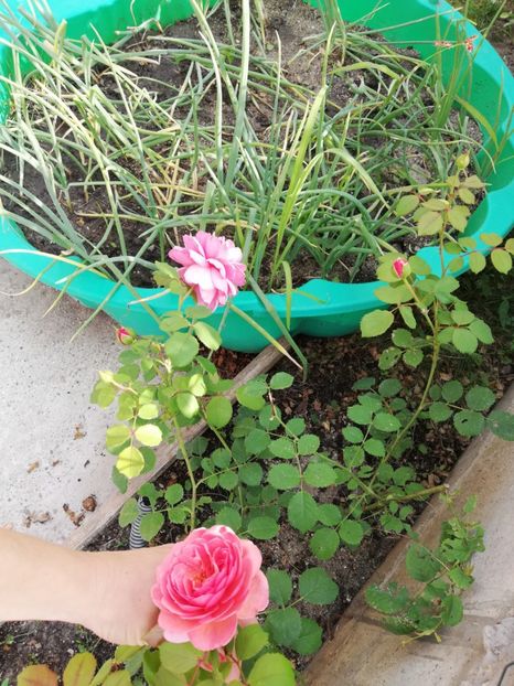  - Princess Alexandra of Kent