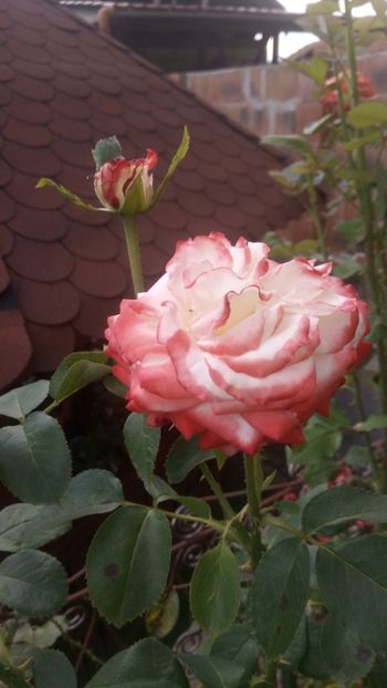  - Imperatrice Farah