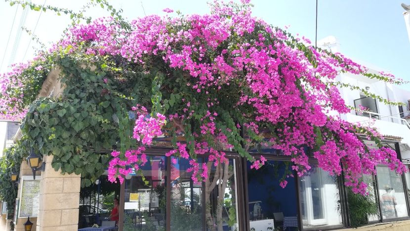  - Flori de peste mari si tari