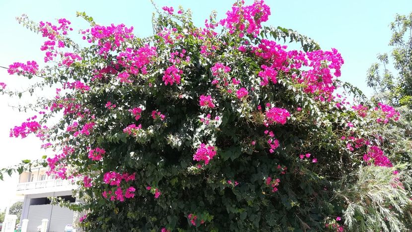  - Flori de peste mari si tari