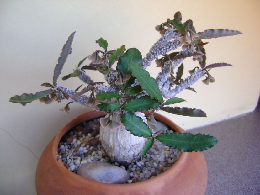 Euphorbia suzannae-marnierae - Caudiciforme si bulbi 2018