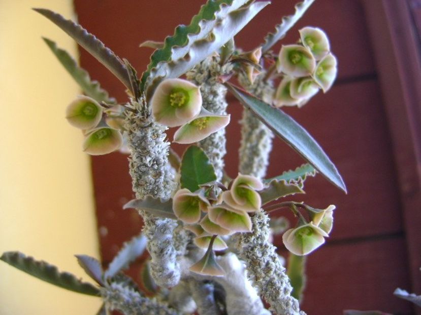 Euphorbia suzannae-marnierae - Caudiciforme si bulbi 2018