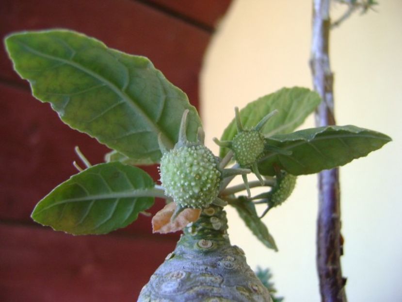 Dorstenia foetida - Caudiciforme si bulbi 2018