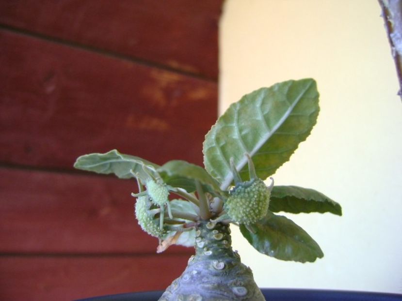 Dorstenia foetida - Caudiciforme si bulbi 2018
