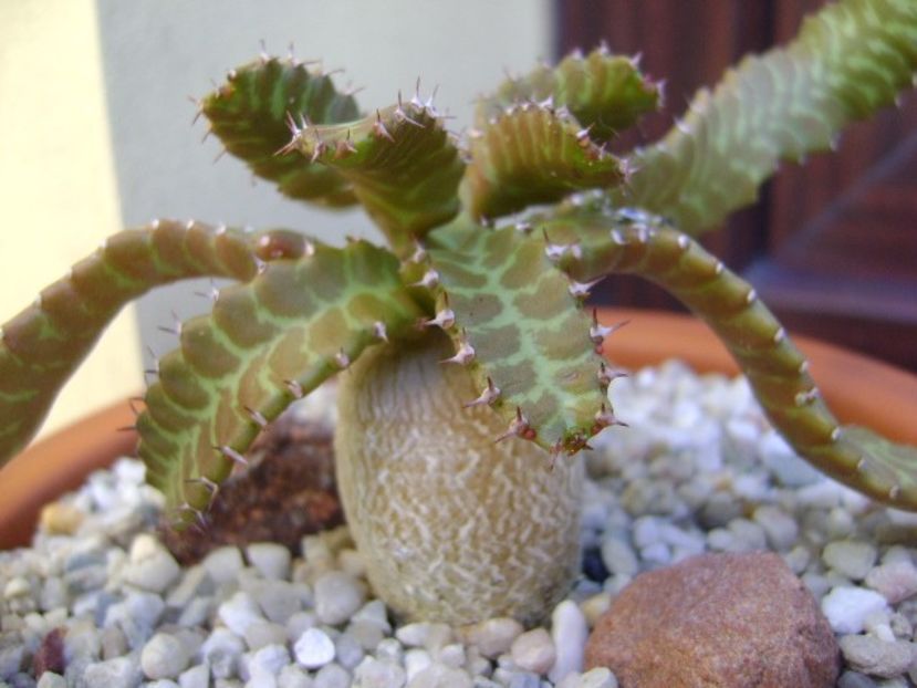 Euphorbia stellata - Caudiciforme si bulbi 2018