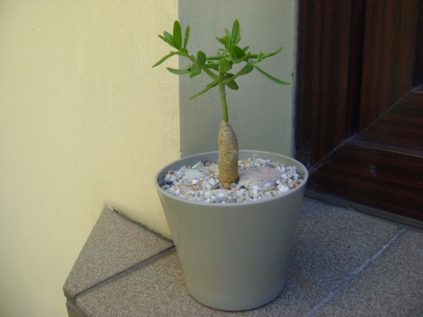 Talinum caffrum - Caudiciforme si bulbi 2018