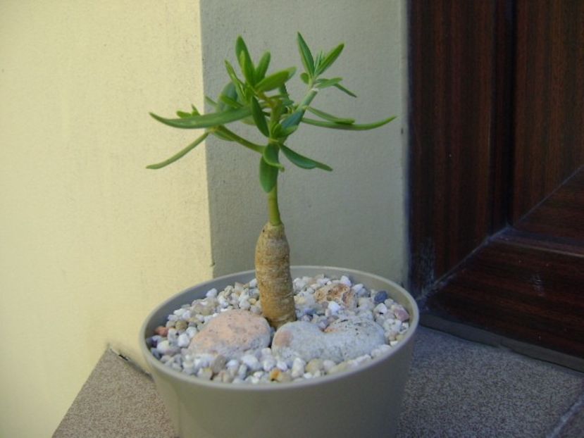 Talinum caffrum - Caudiciforme si bulbi 2018