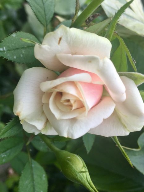 E87EAE38-A895-4182-86C0-9CF9965D7EE0 - Trandafiri mini