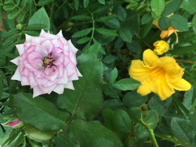 DA894D06-C702-42C0-9C31-96B56A814CDA - Trandafiri mini